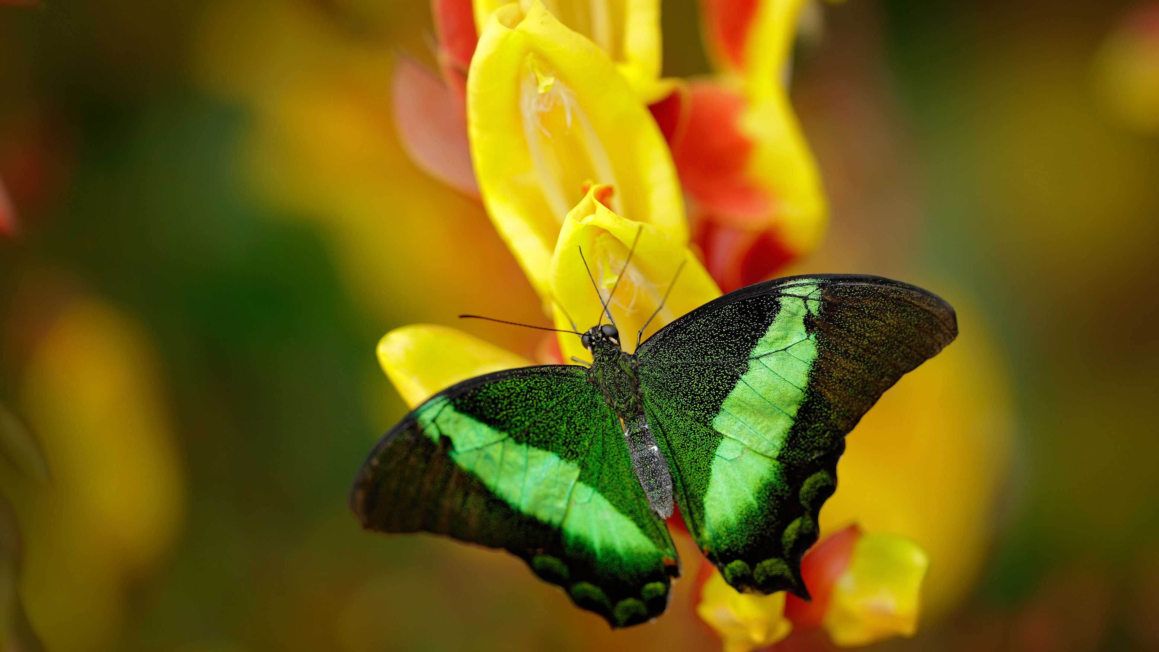 青训体制未纳入球员家庭心理辅导体系，青训体制未纳入球员家庭心理辅导体系怎么办